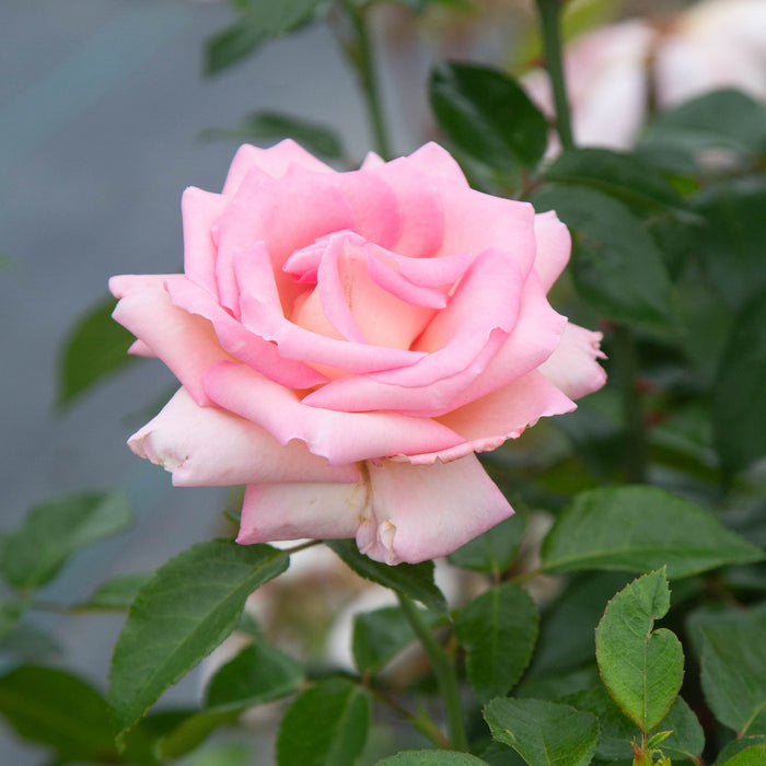 La Fleurette