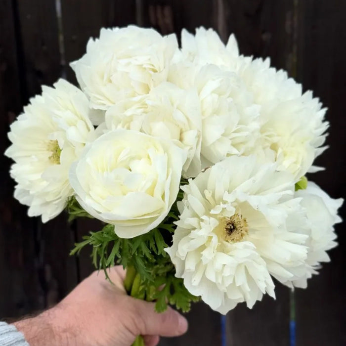 Levante Bianco