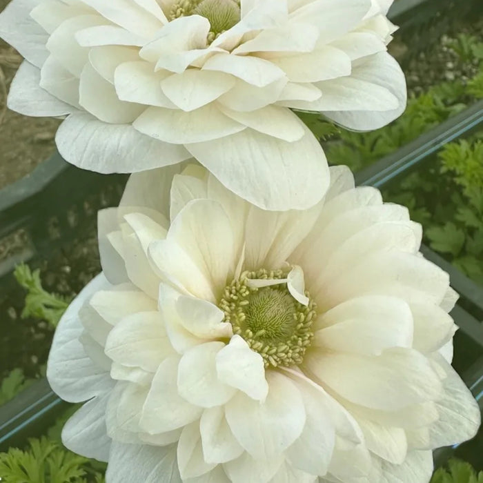 Levante Bianco