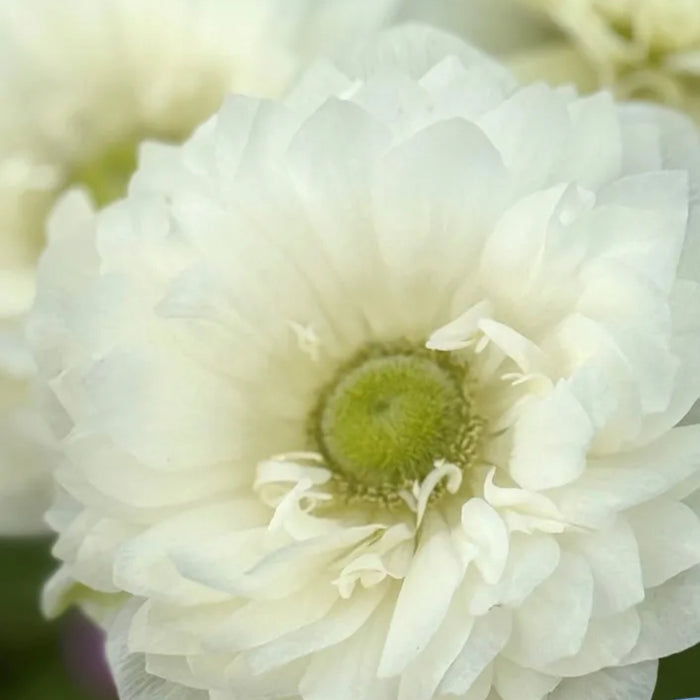 Levante Bianco