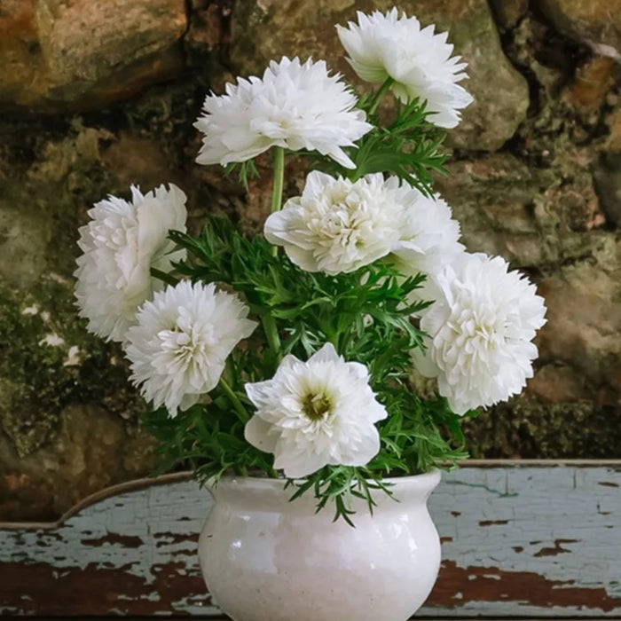 Levante Bianco