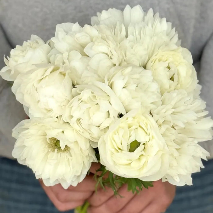 Levante Bianco