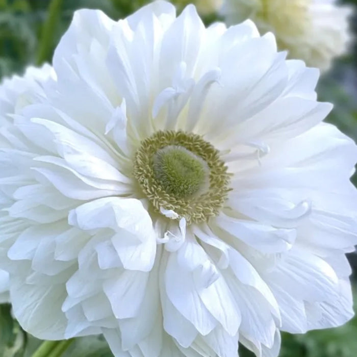 Levante Bianco