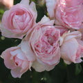 Lover's Blush™