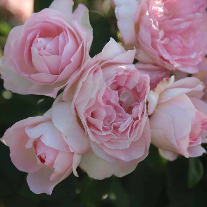 Lover's Blush™