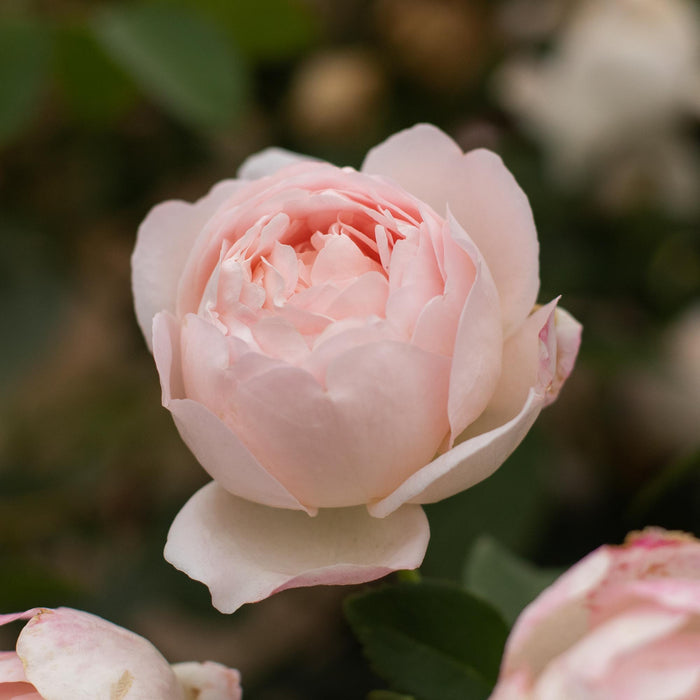 Lover's Blush™