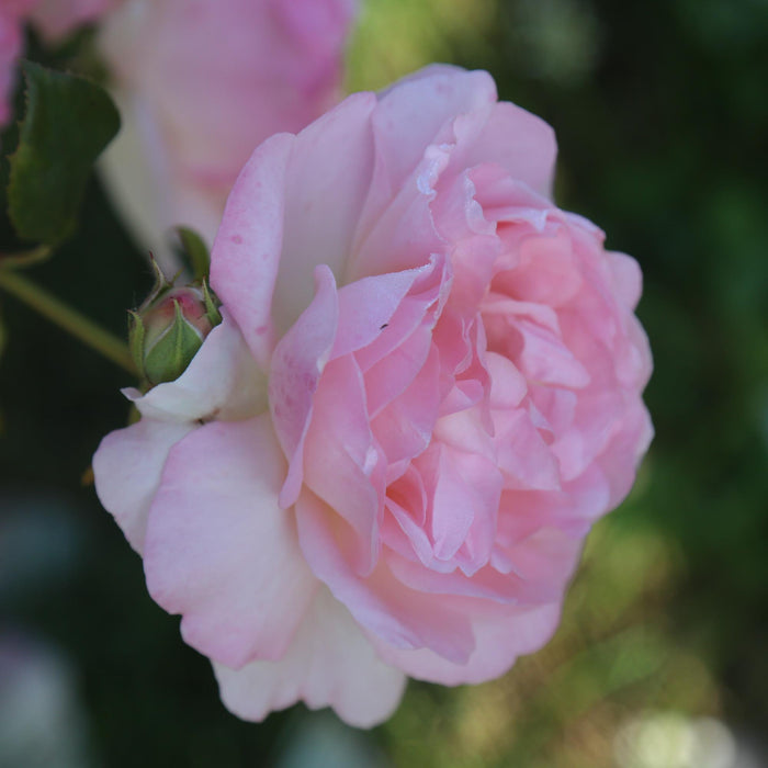 Lover's Blush™