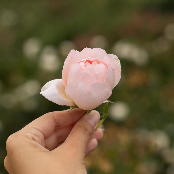 Lover's Blush™