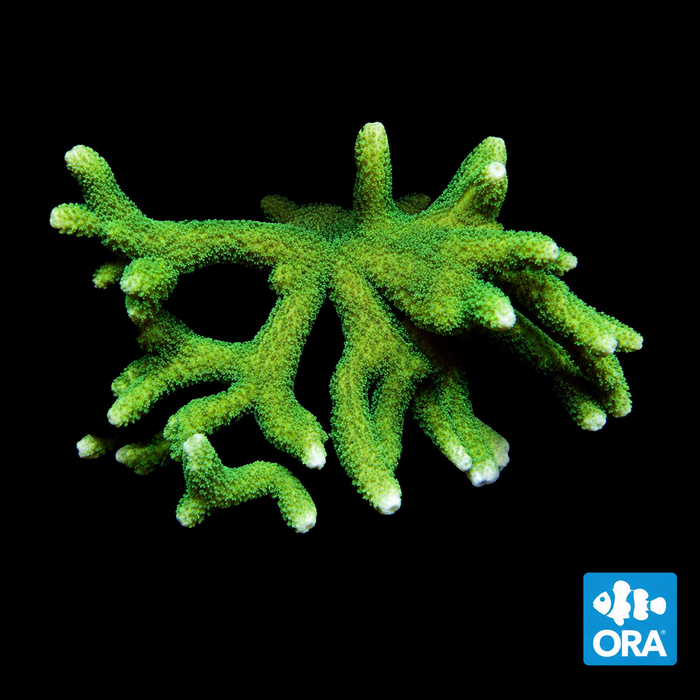 ORA NEON GREEN DIGITATA