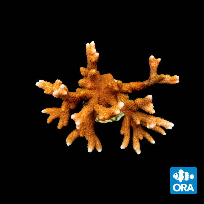 ORA PEACH DIGITATA