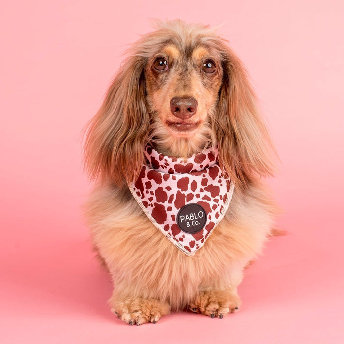 Pablo & Co Rodeo Bandana - Bandanas from Pablo & Co at DoggyTopia