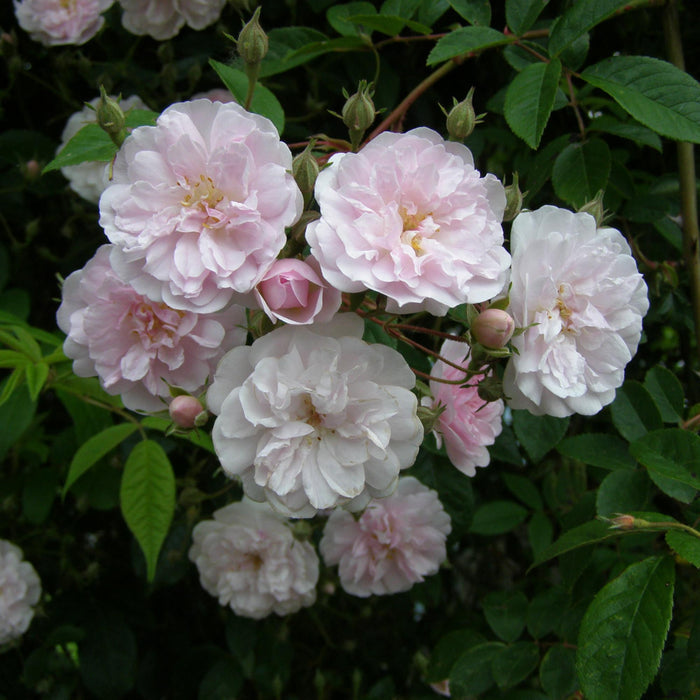 Paul's Himalayan Musk