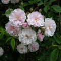 Paul's Himalayan Musk