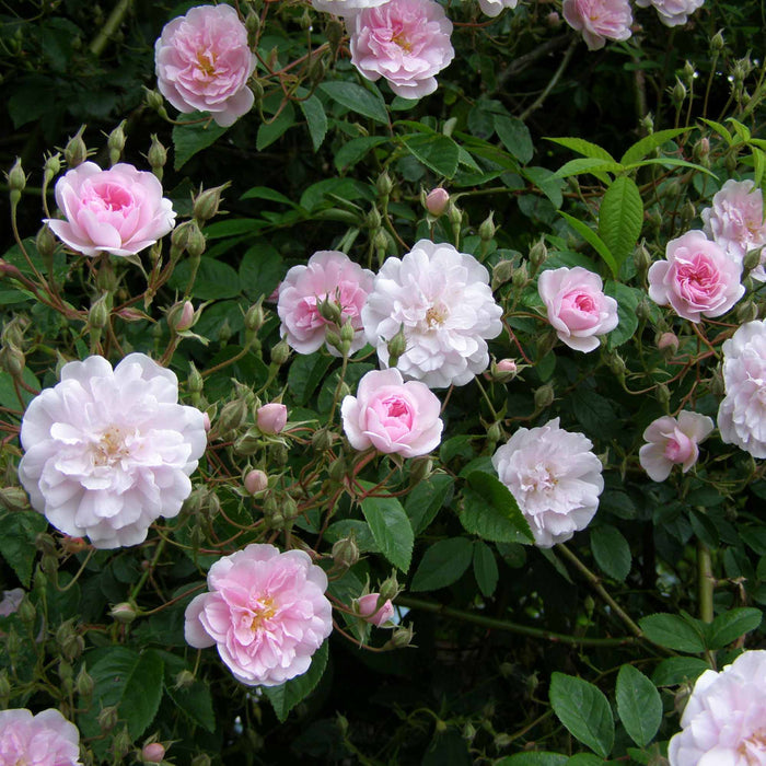 Paul's Himalayan Musk