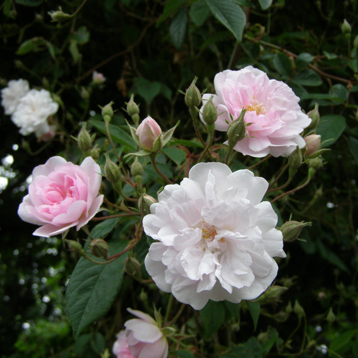 Paul's Himalayan Musk