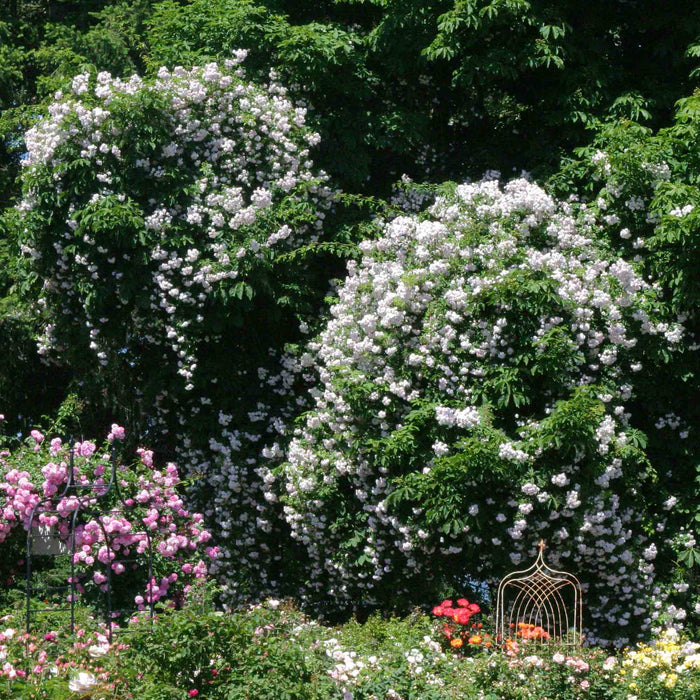 Paul's Himalayan Musk