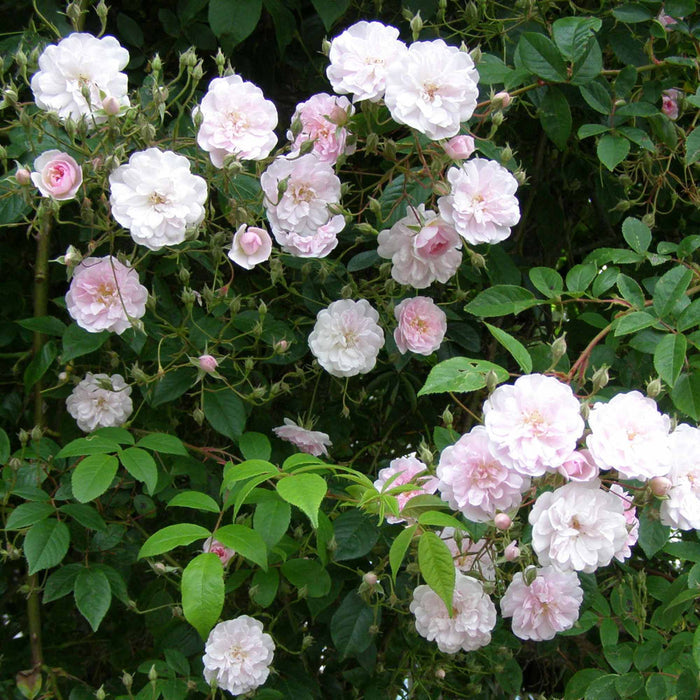 Paul's Himalayan Musk