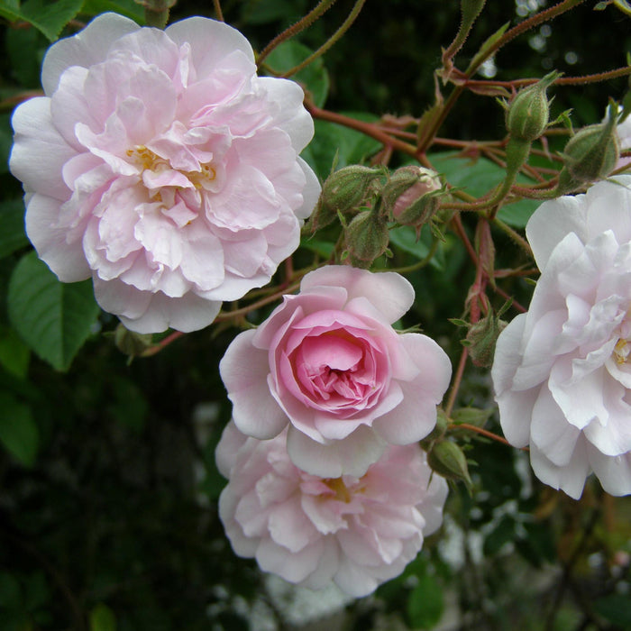 Paul's Himalayan Musk