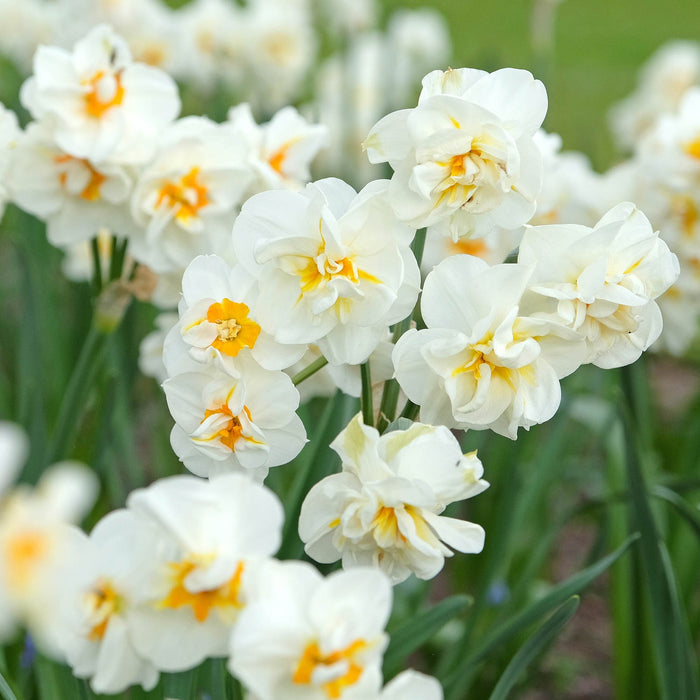 Peaches & Cream Daffodil Bundle