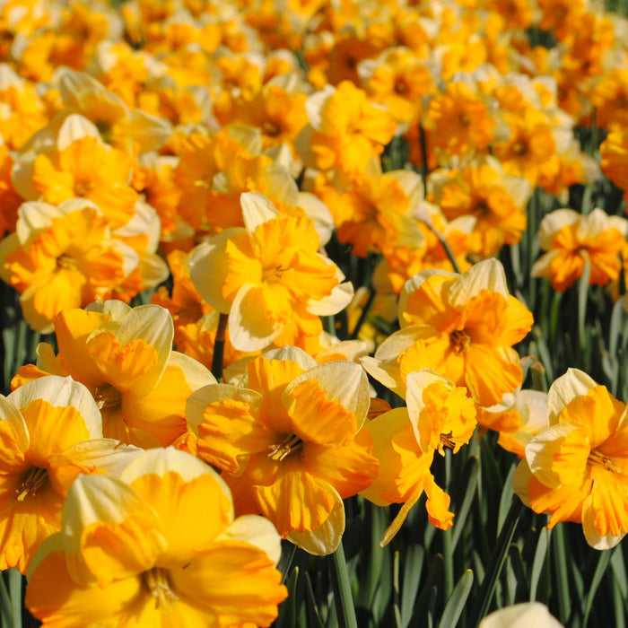 Peaches & Cream Daffodil Bundle