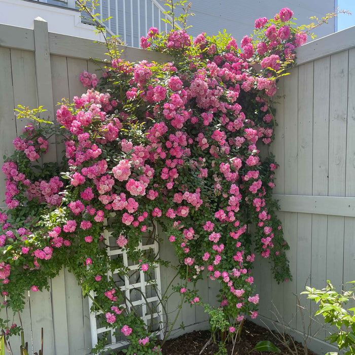 Peggy Martin