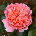 Pink Abundance™