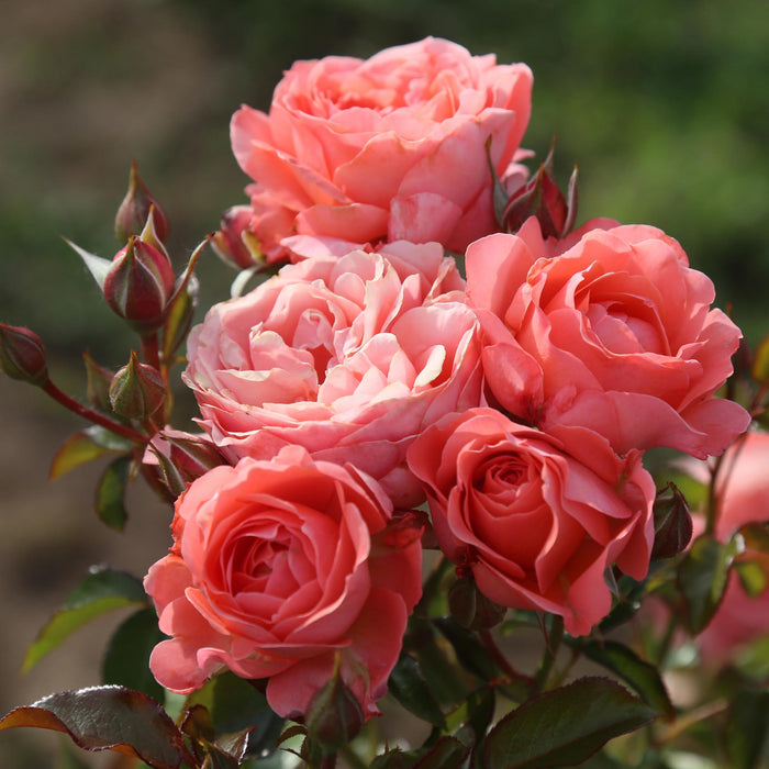 Pink Abundance™