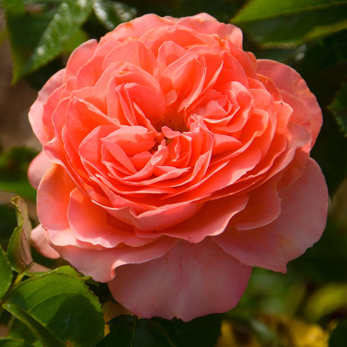 Pink Abundance™