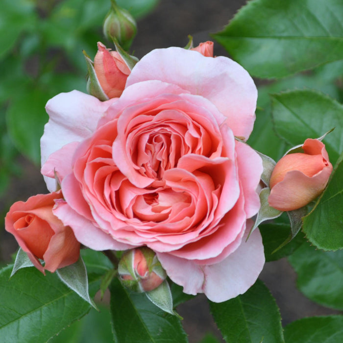 Pink Abundance™