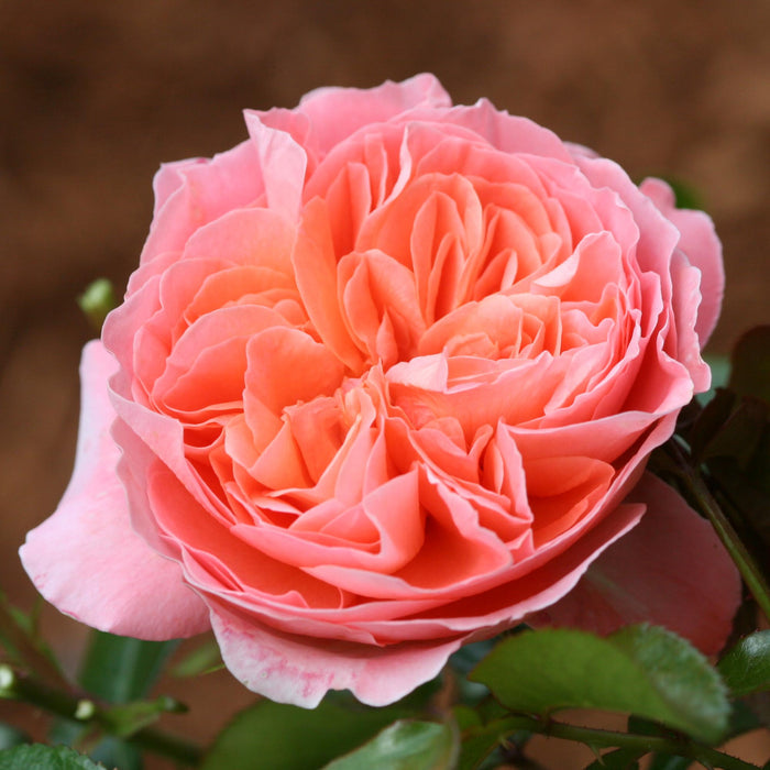 Pink Abundance™