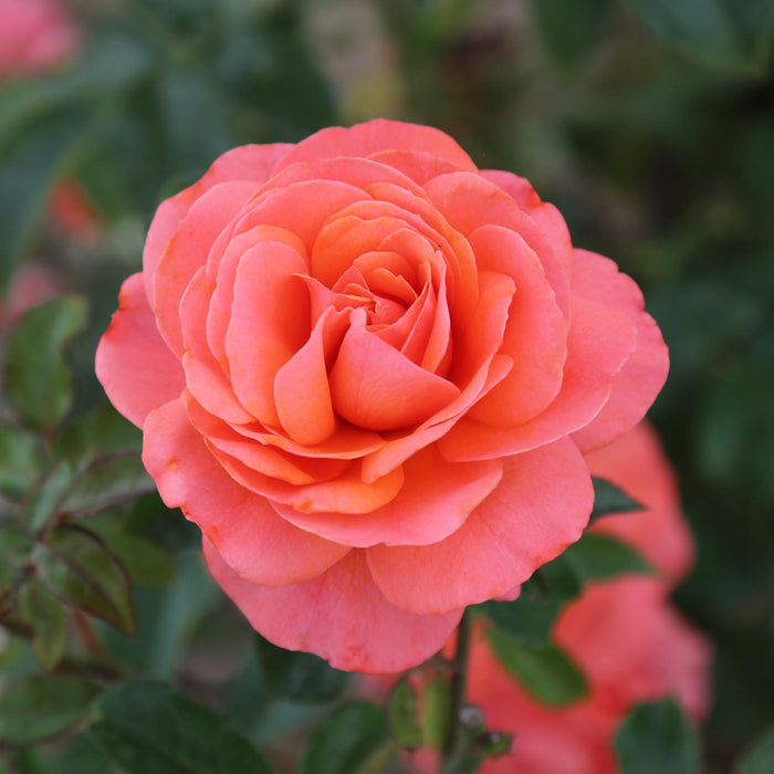 Pink Abundance™