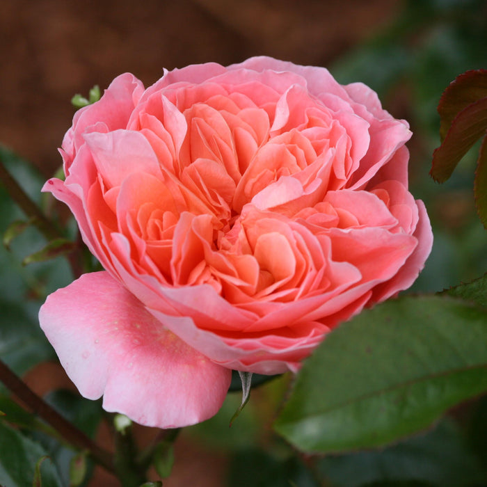 Pink Abundance™