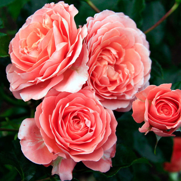 Pink Abundance™