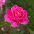 Pink Peace