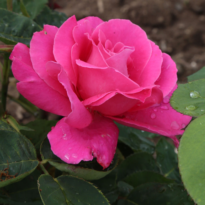 Pink Peace