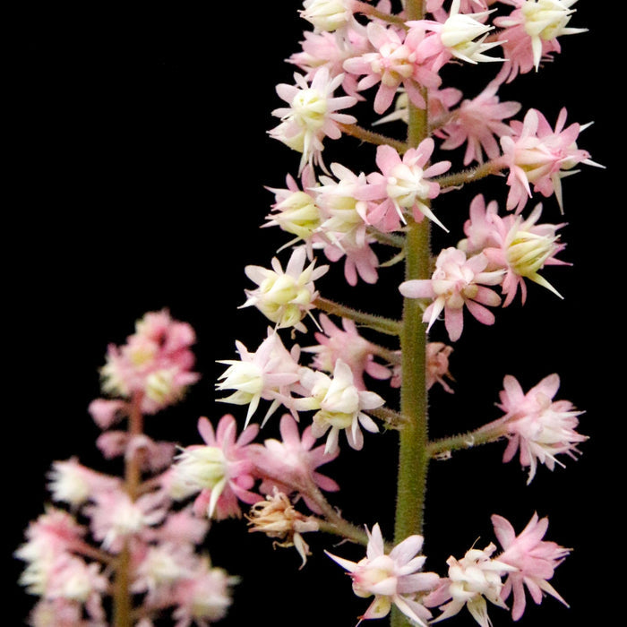Pink Stardust