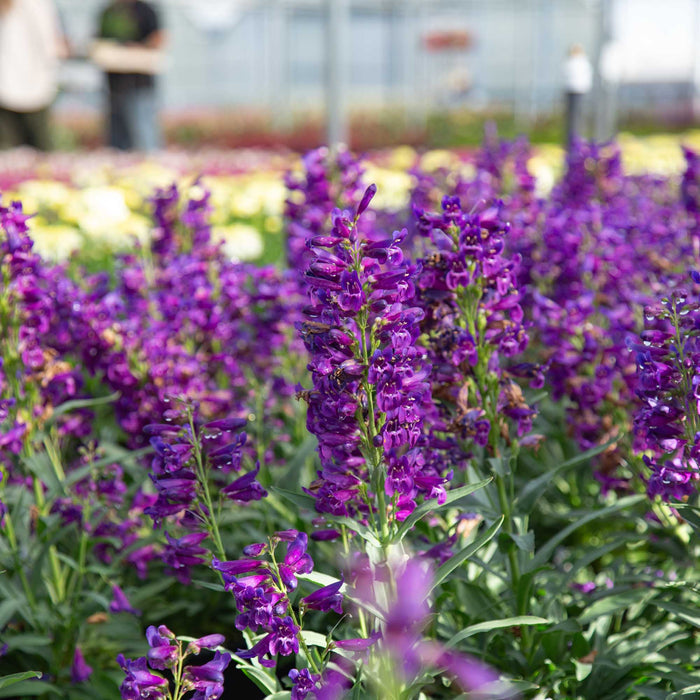 Pristine Lilac Purple