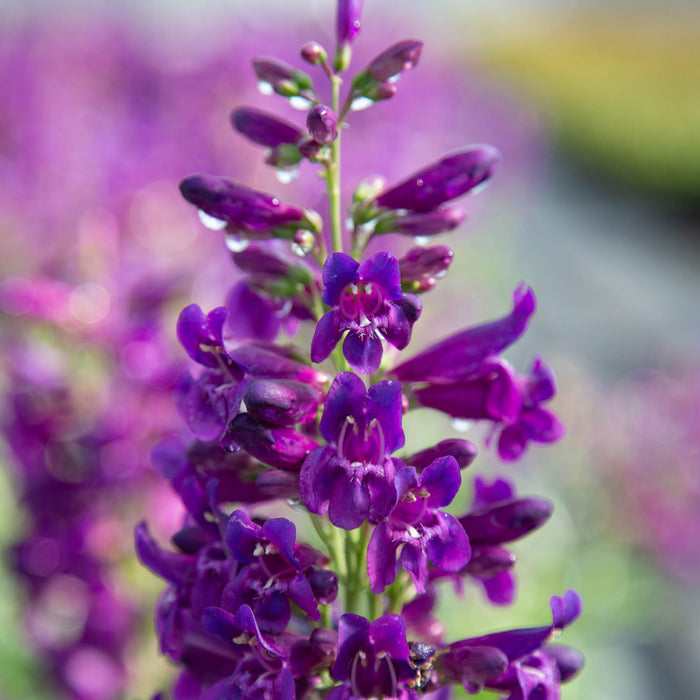 Pristine Lilac Purple