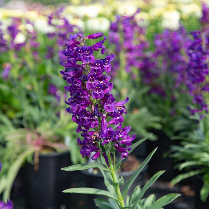 Pristine Lilac Purple