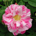 Rosa Mundi