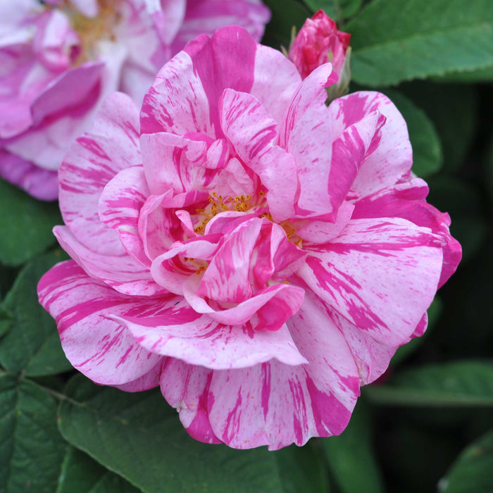 Rosa Mundi