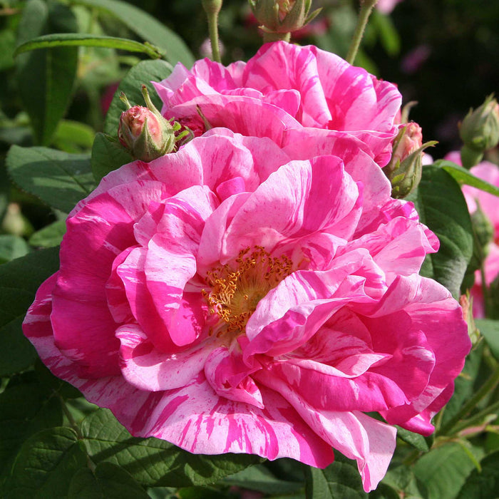 Rosa Mundi