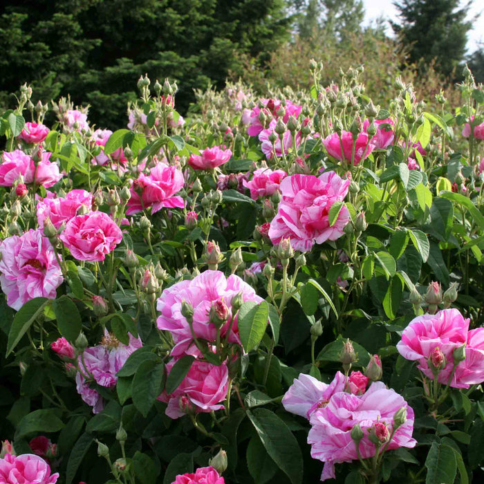 Rosa Mundi