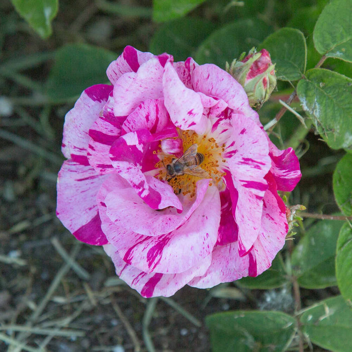 Rosa Mundi