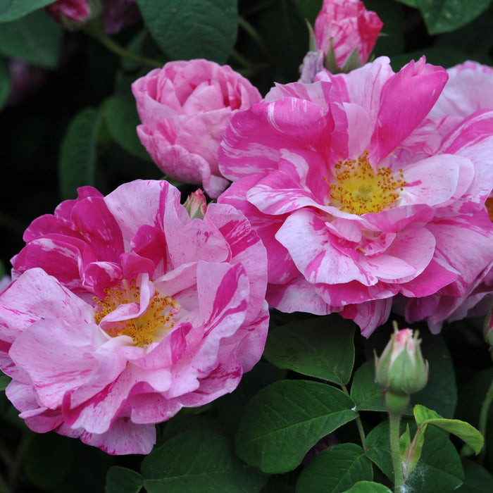 Rosa Mundi