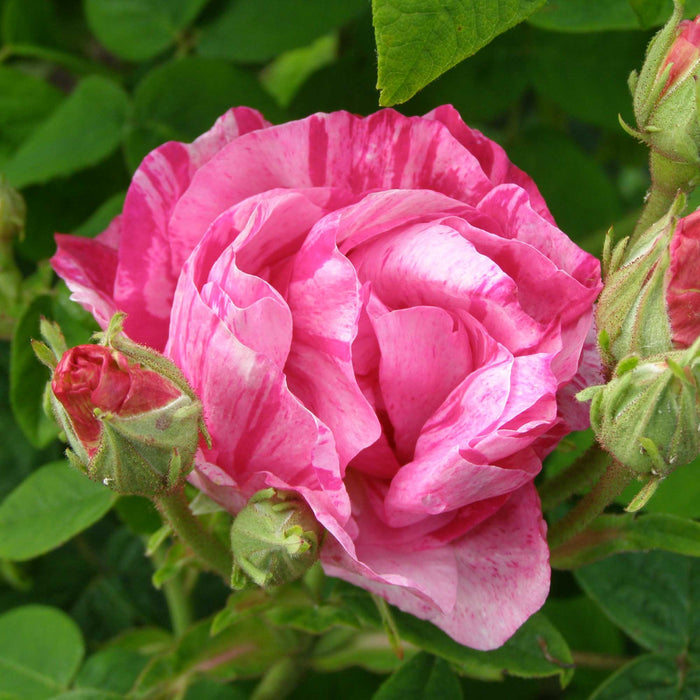 Rosa Mundi