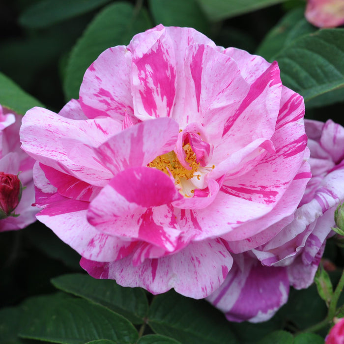 Rosa Mundi