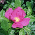 Scabrosa