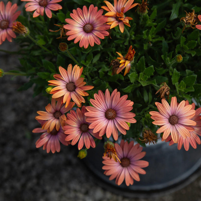 Serenity™ Coral Magic