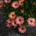 Serenity™ Coral Magic